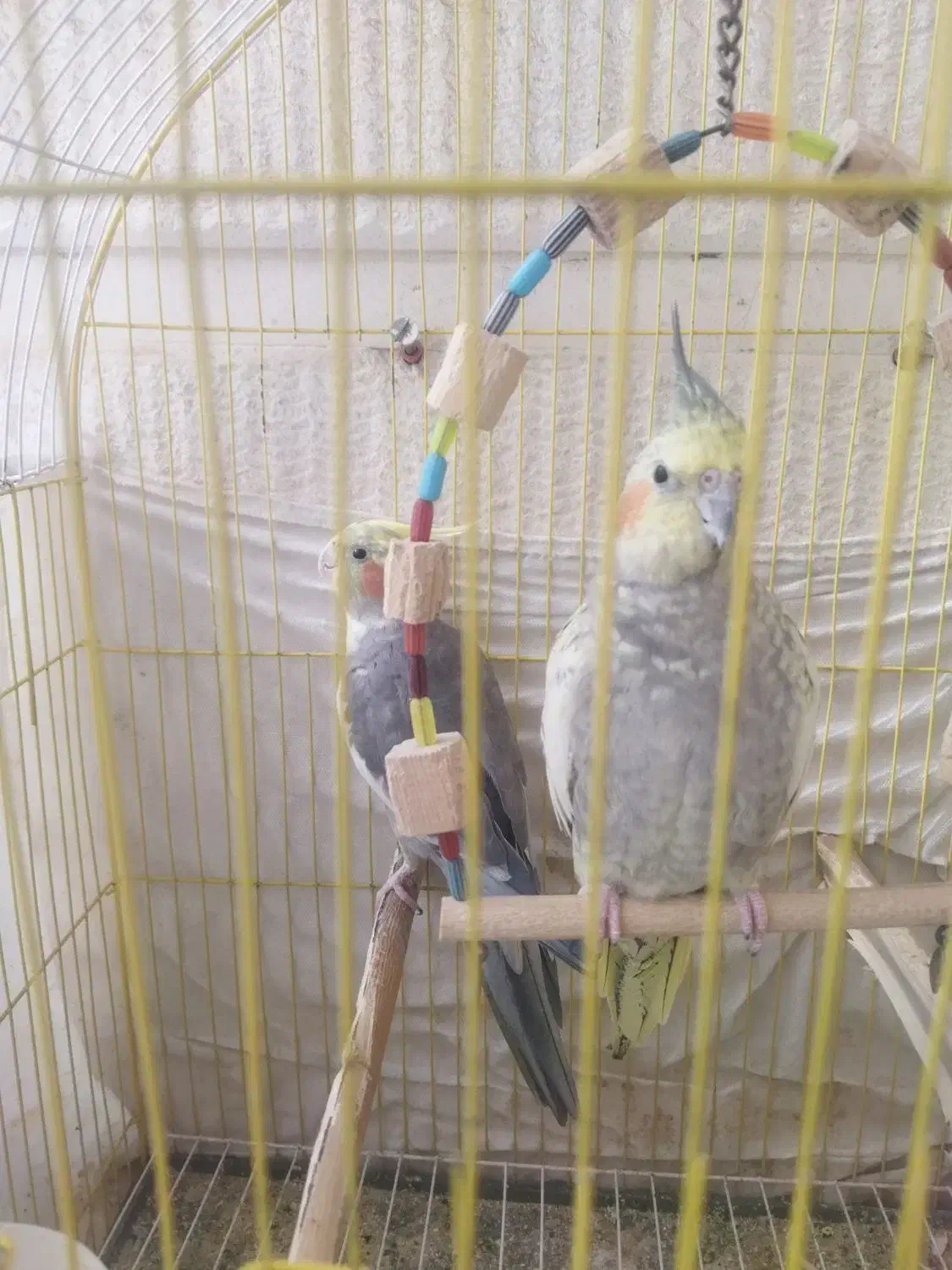 عروس هلندی|پرنده|محمدشهر, شهرک نگین|دیوار