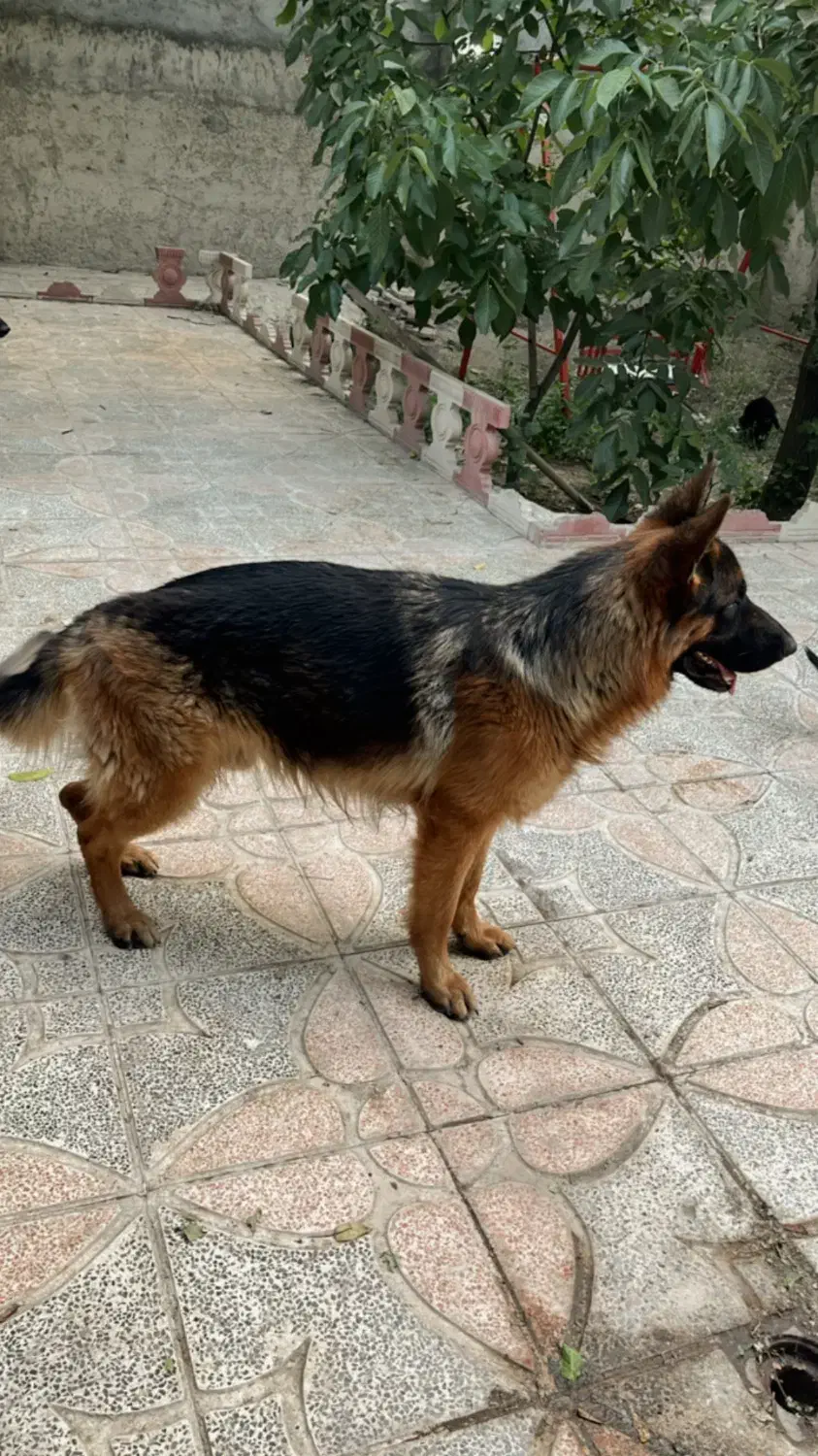 فروش سگ ( نژاد ژرمن ) شولاین|سگ|شهریار, شهریار|دیوار