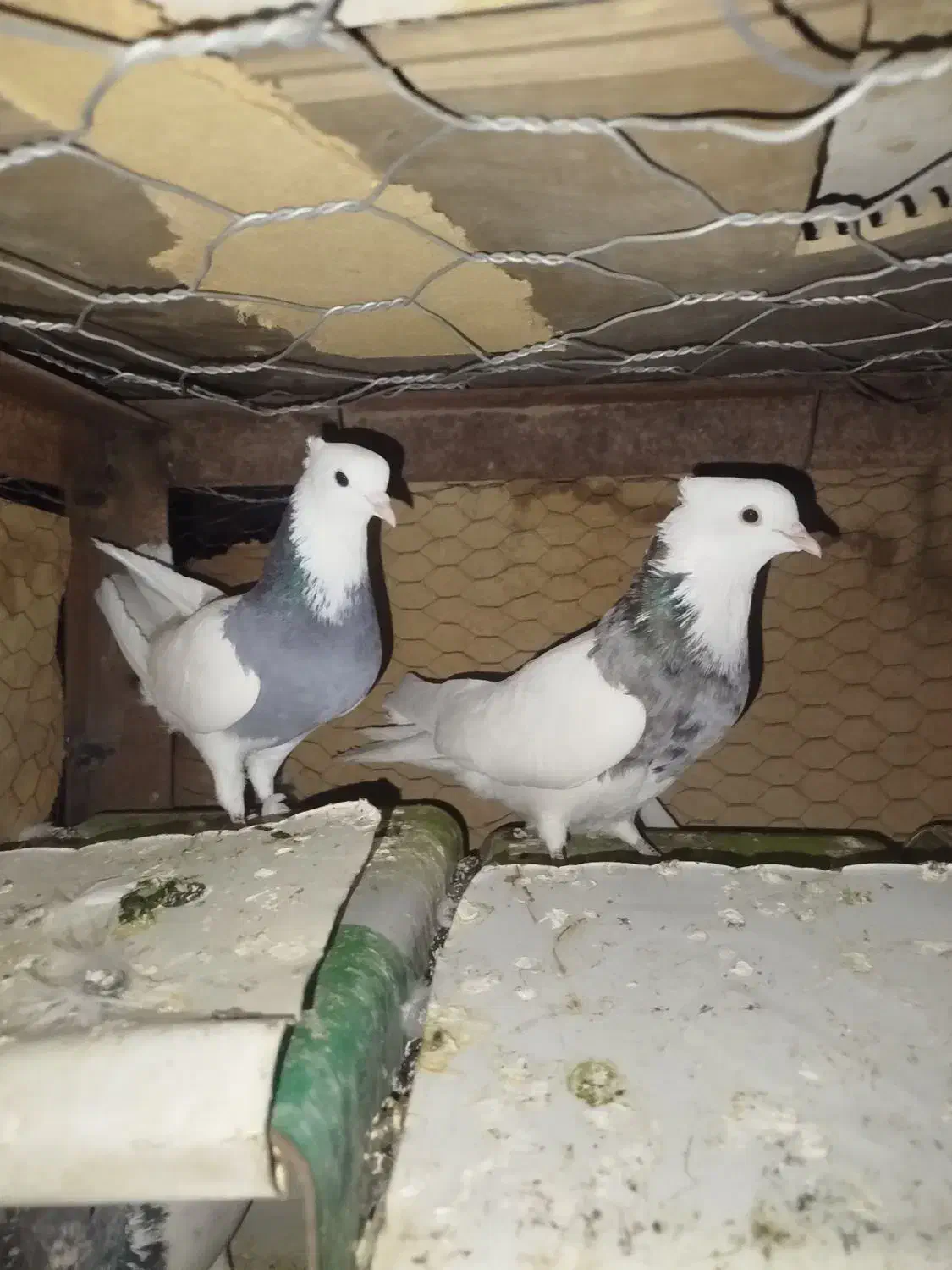 طوقی|پرنده|جیرفت, |دیوار