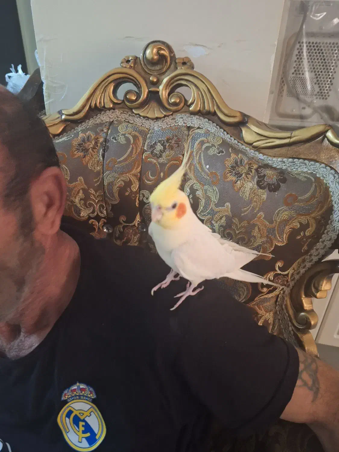 عروس هلندی نر سخنگو|پرنده|تهران, نعمتآباد|دیوار