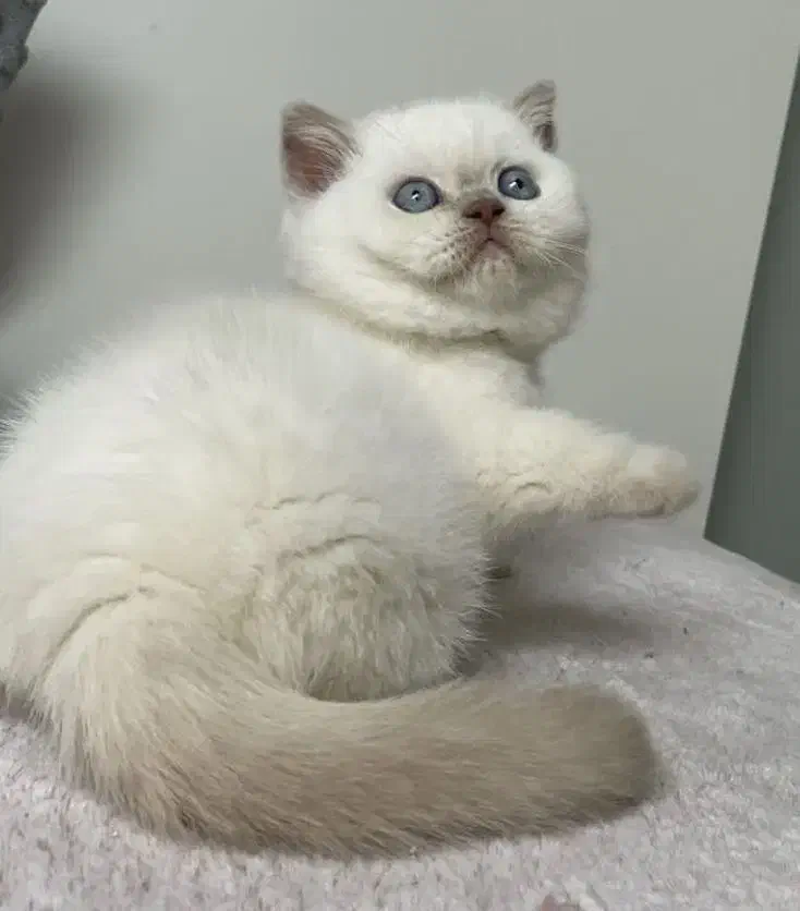 بریتیش بلوپوینت خاص ترین رنگ|گربه|تهران,  امام زاده قاسم (نیاوران)|دیوار