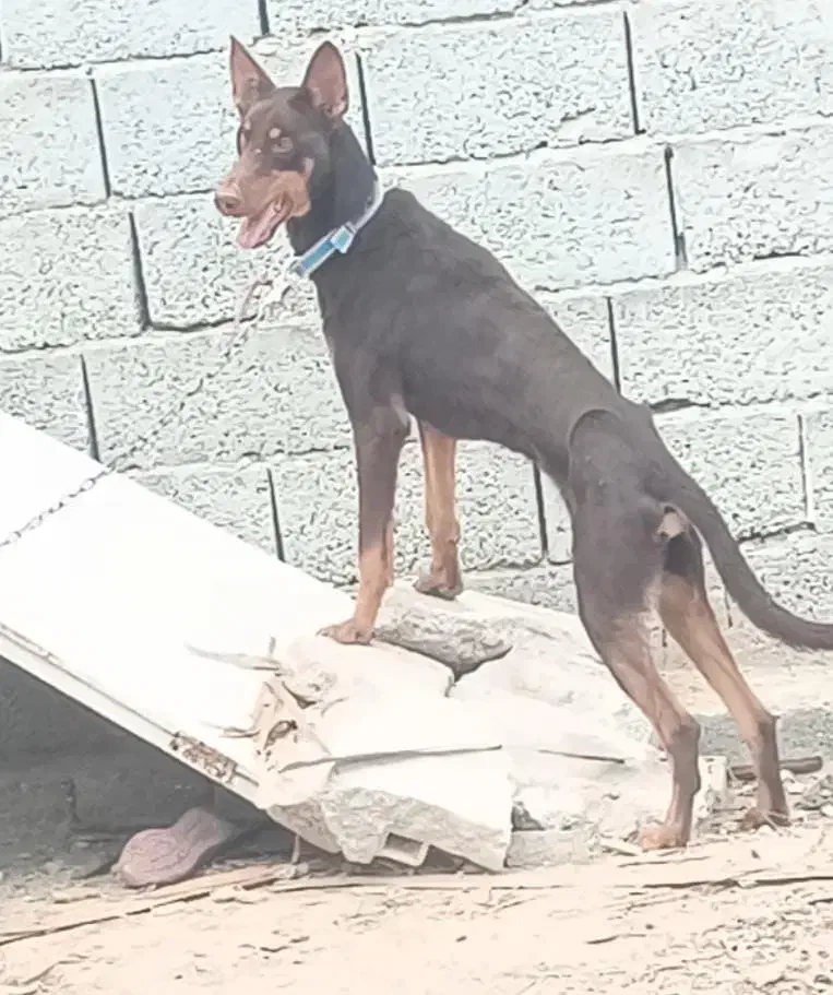 سک دوبرمن|سگ|بندرعباس, |دیوار