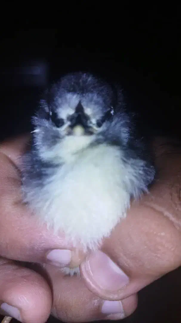 تخم مرغ گلین فول فول|حیوانات مزرعه|مرودشت, رامجرد یک|دیوار