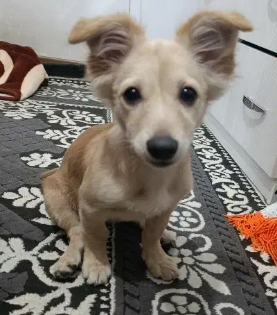 سگ اشپیتز ماده|سگ|تهران, شهرک رضویه|دیوار