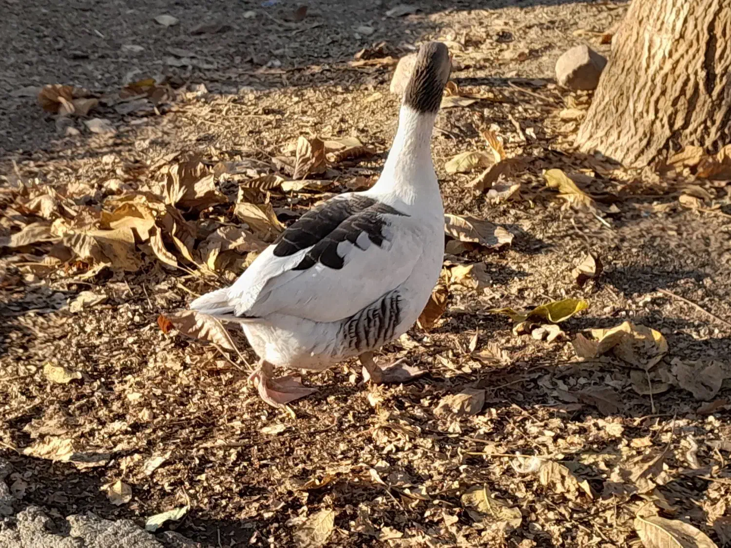 فروش دوعدد اردک یک عدد جوجه سلطان یک عدد غاز ماده|حیوانات مزرعه|یاسوج, |دیوار