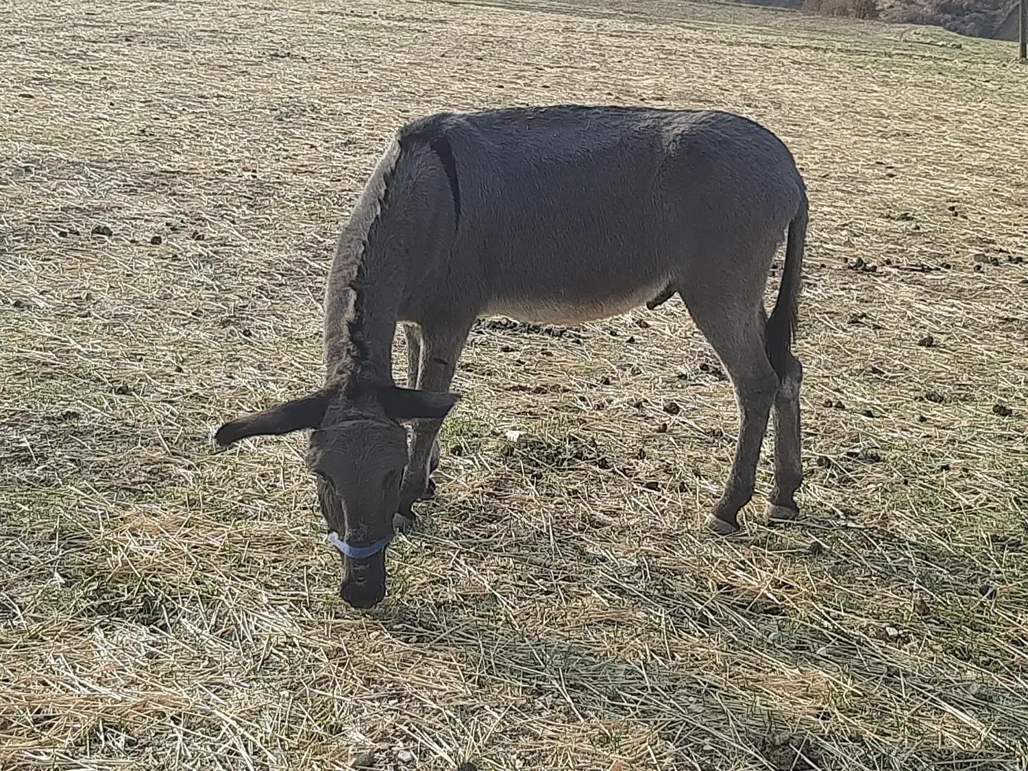 الاغ نر سالم وباربر|حیوانات مزرعه|جوانرود, |دیوار