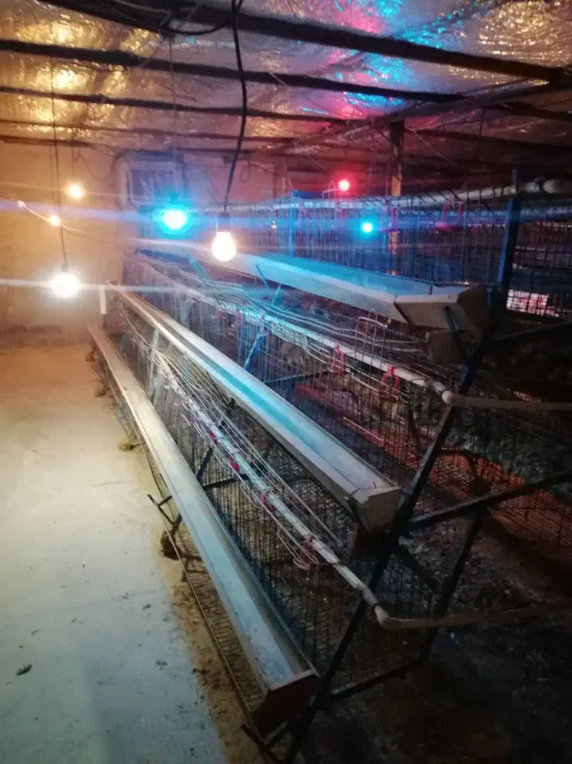 فروش ادوات مرغداری|حیوانات مزرعه|ماهدشت, |دیوار