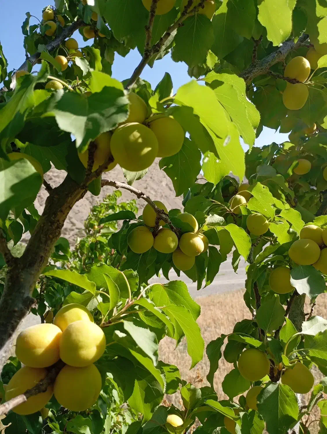 فروش زمین ۲۳۶ متری شهریار|فروش زمین و ملک کلنگی|شیروان (خراسان), |دیوار