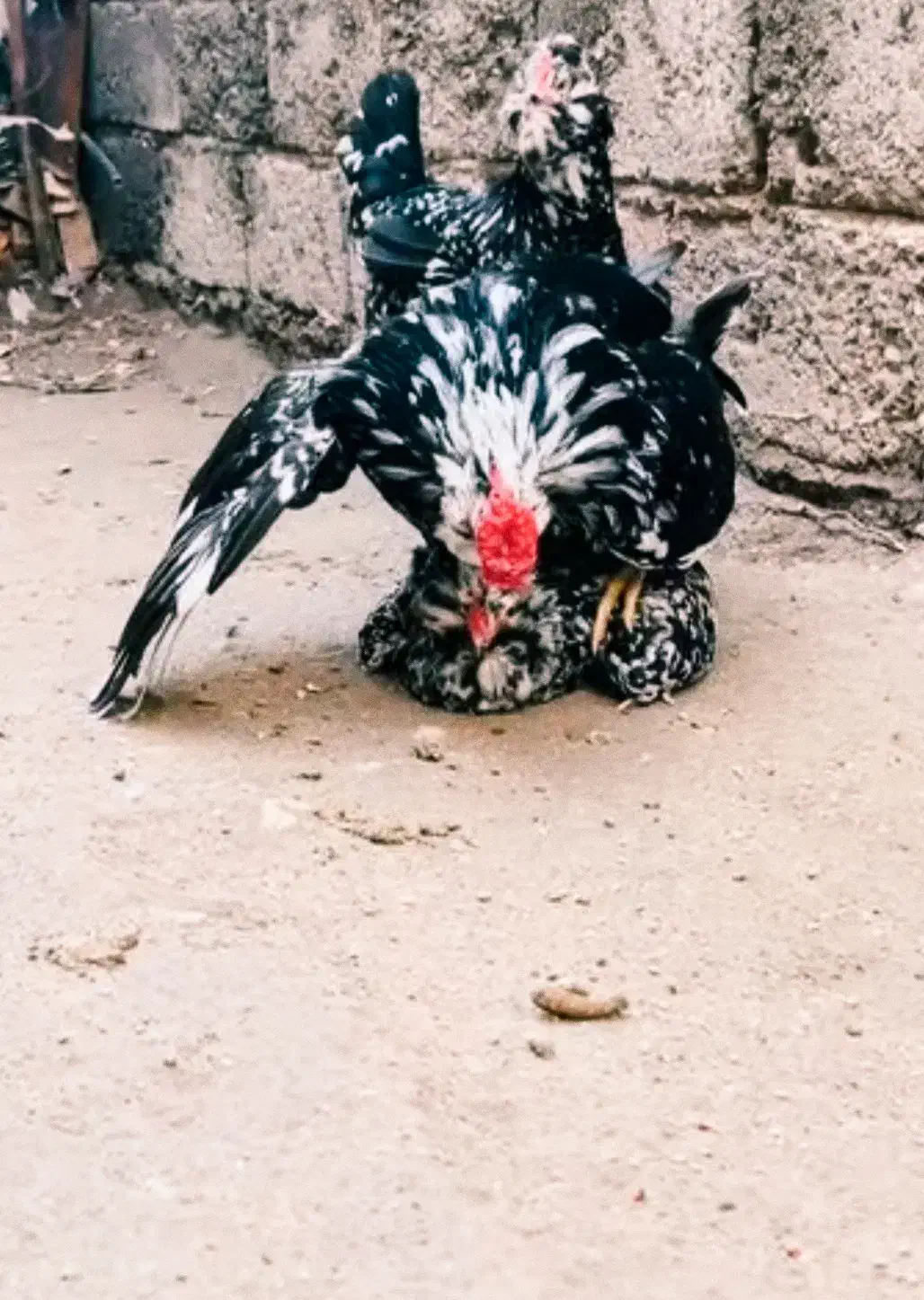 تخم گلین|حیوانات مزرعه|شاهین‌شهر, سعدی شمالی|دیوار