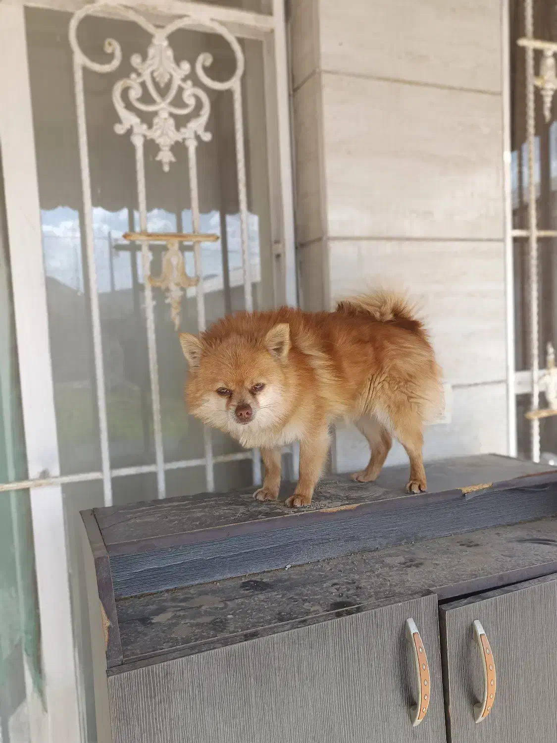 سرگرمی لوازم جانبی حیوانات|سگ|شاندیز, |دیوار