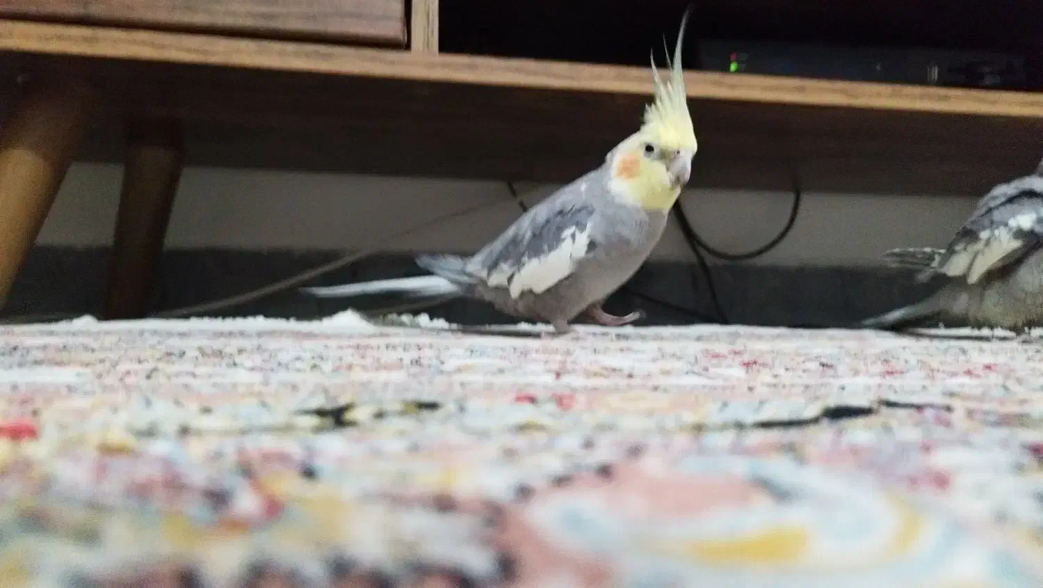 عروس هلندی|پرنده|قدس, شهر‌قدس|دیوار