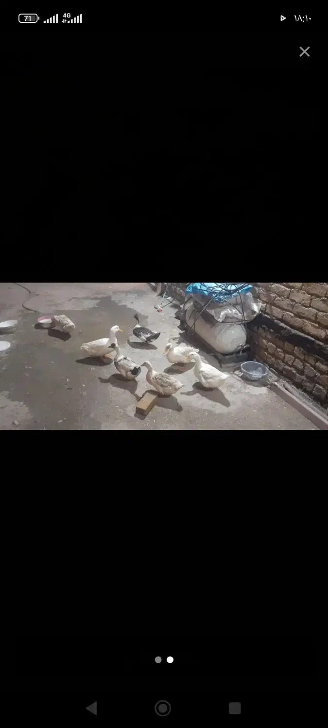 اردک|حیوانات مزرعه|کنگاور, |دیوار