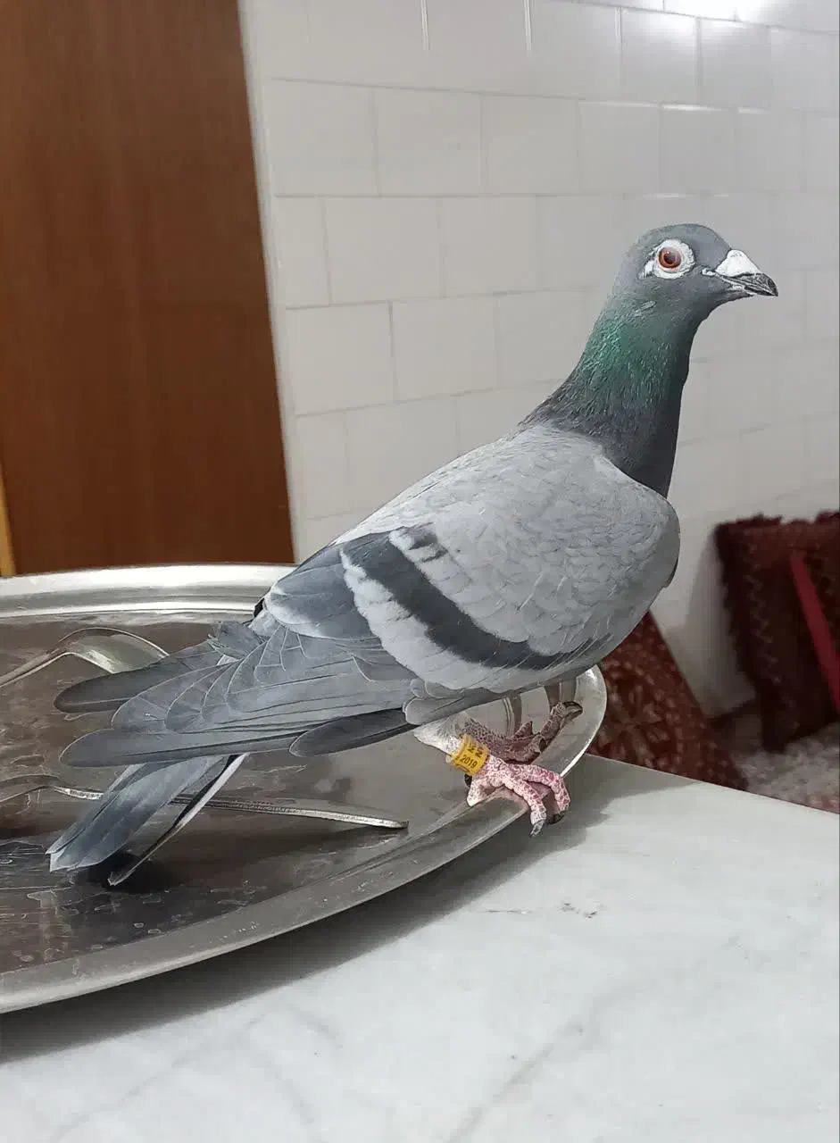 کفتر پرشی|پرنده|طبس, |دیوار