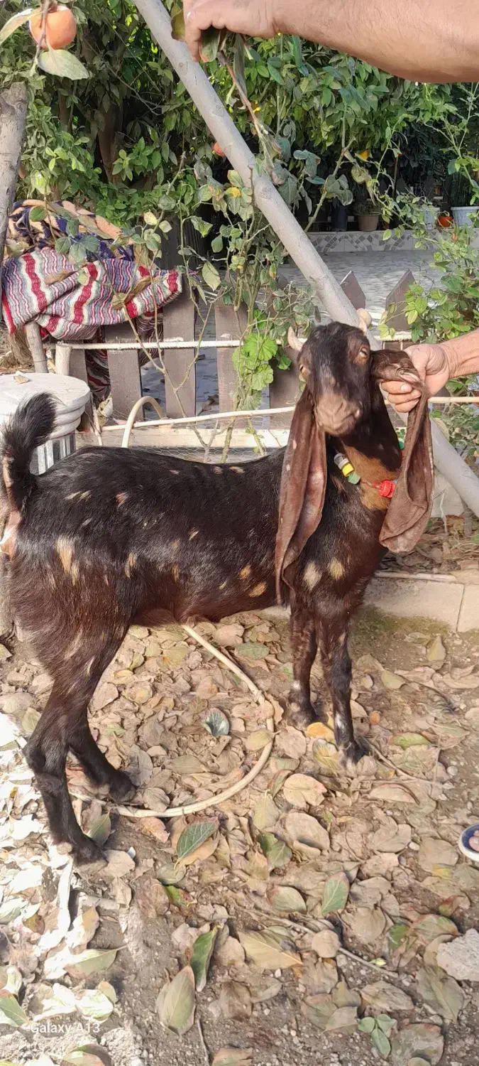 بز ماده|حیوانات مزرعه|کلاله, |دیوار