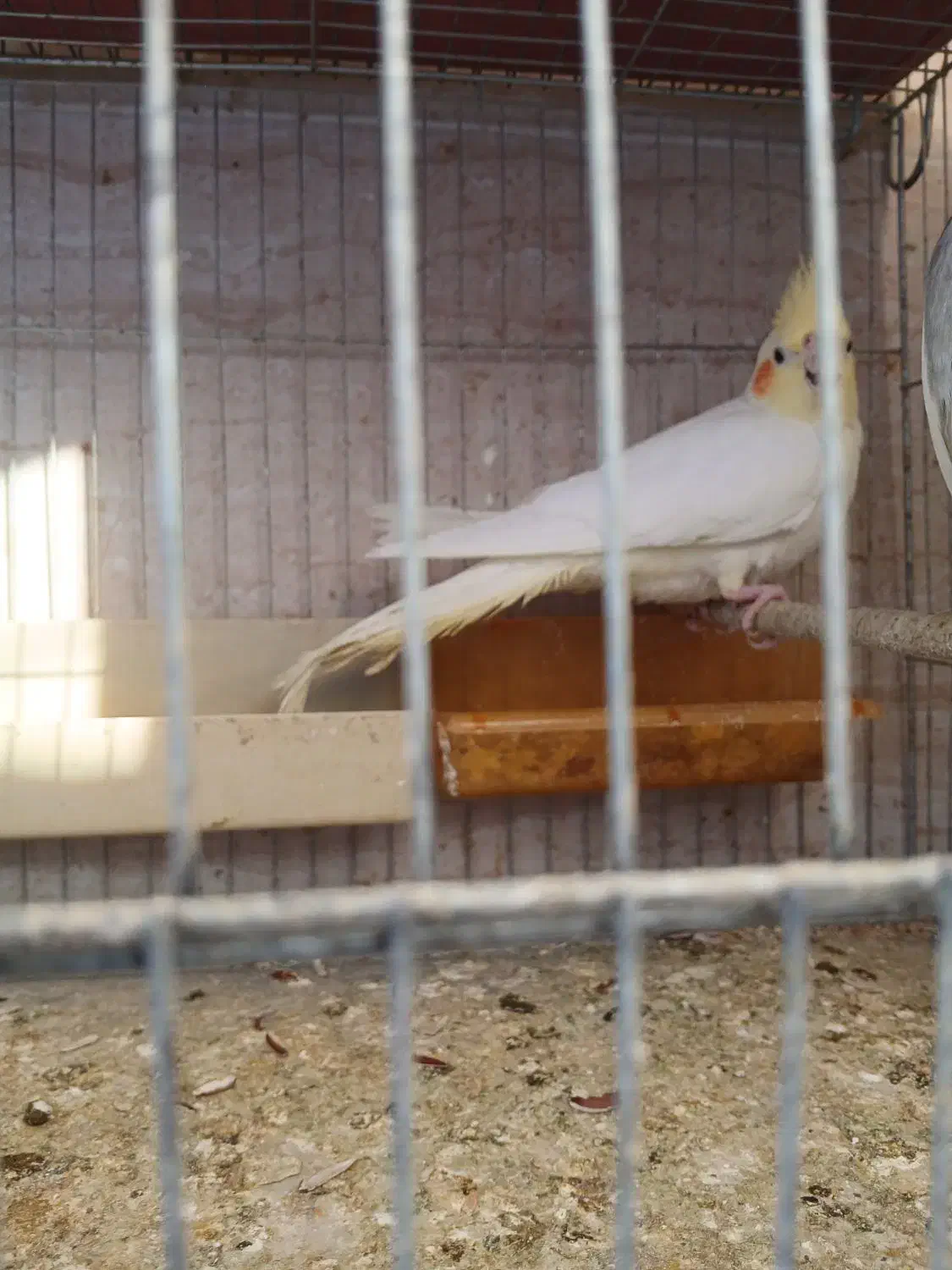 عروس هلندی|پرنده|گرگان, |دیوار