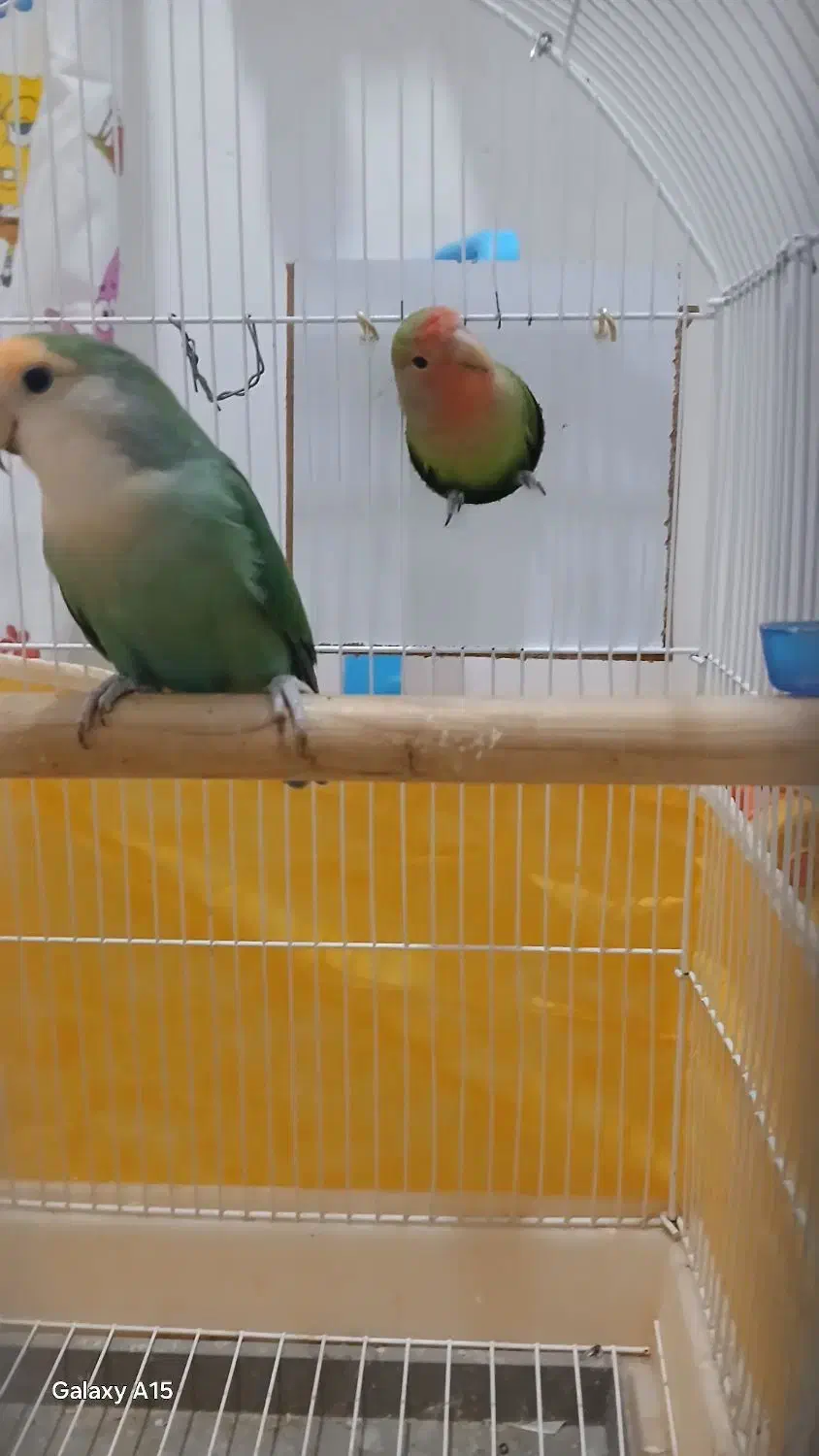 طوطی برزیلی|پرنده|بندر ماهشهر, |دیوار