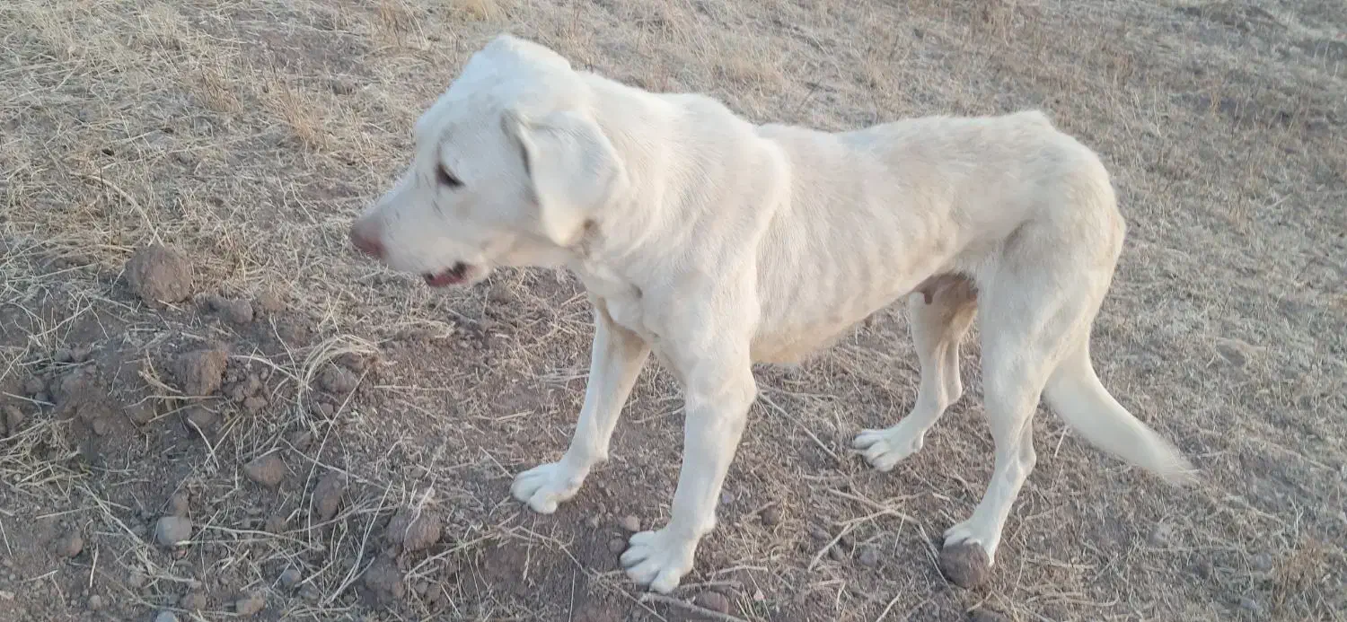 سگ سرابی|سگ|اردبیل, |دیوار