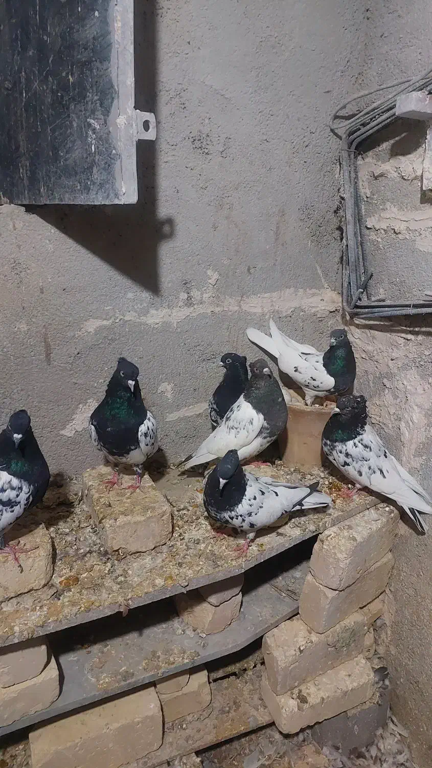 کبوتر کله سیاه|پرنده|گرمه, |دیوار