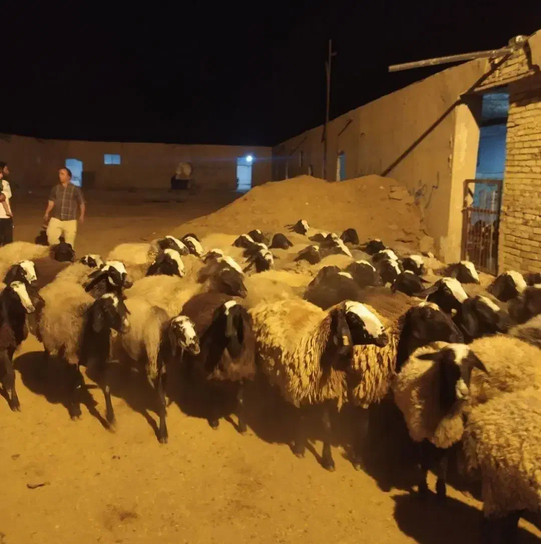 مجــمــوعـه گوسفند ژن dsere بره|حیوانات مزرعه|رفسنجان, |دیوار