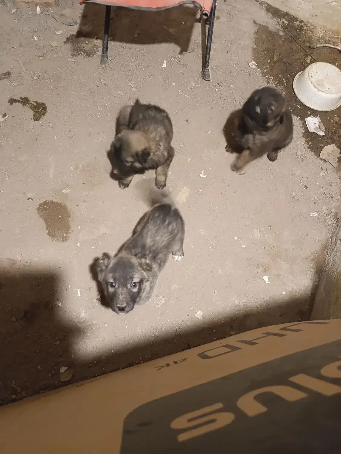 سگ نژاد سرابی رایگان معاوضه با مرغ|سگ|تبریز, |دیوار