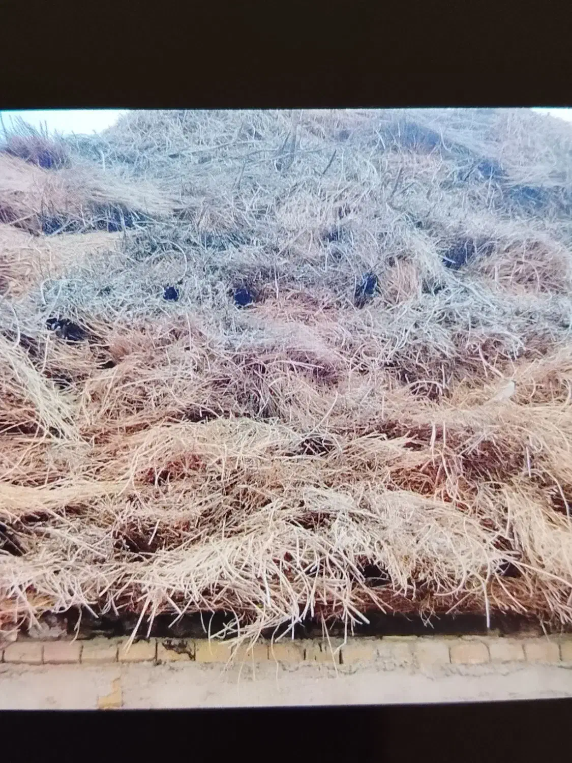 یونجه|عمده‌فروشی|مشگین شهر, |دیوار