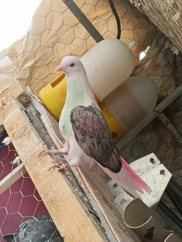 کبوتر|پرنده|اصفهان, کنگاز|دیوار