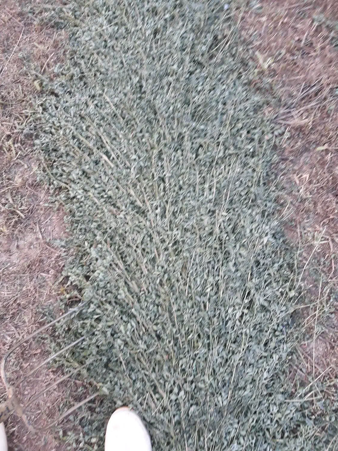 یونجه|خدمات باغبانی و درختکاری|سنقر, |دیوار