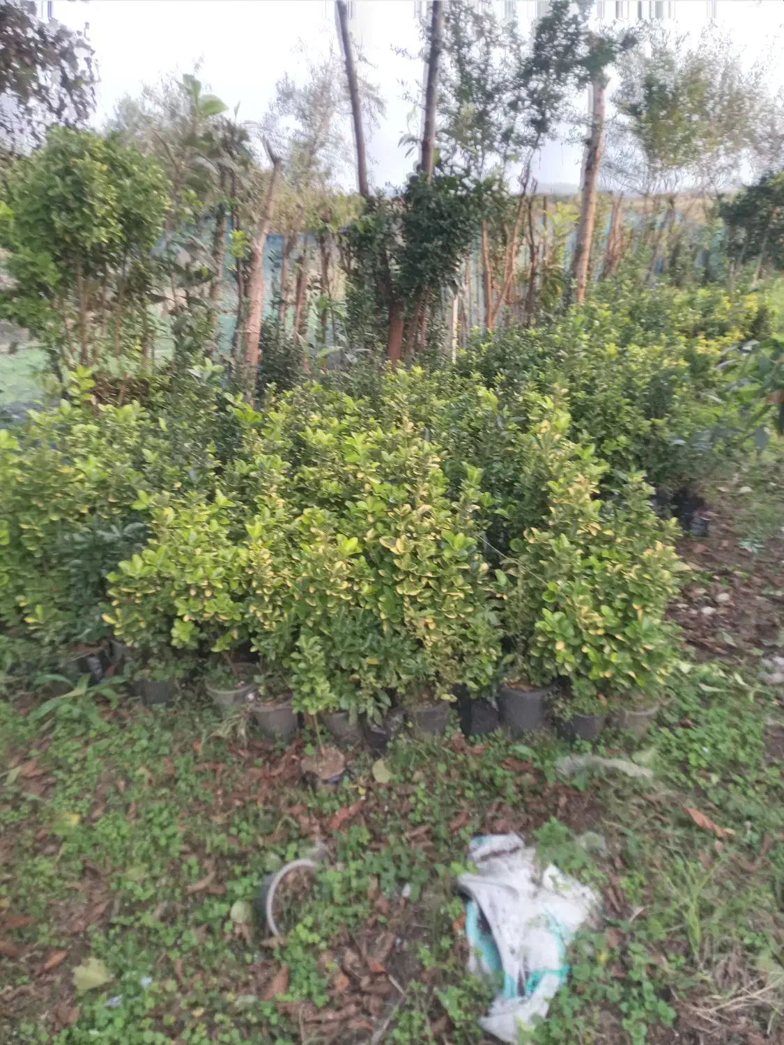 فروش شمشاد تزئین محوطه|گل و گیاه طبیعی|سیاهکل, |دیوار