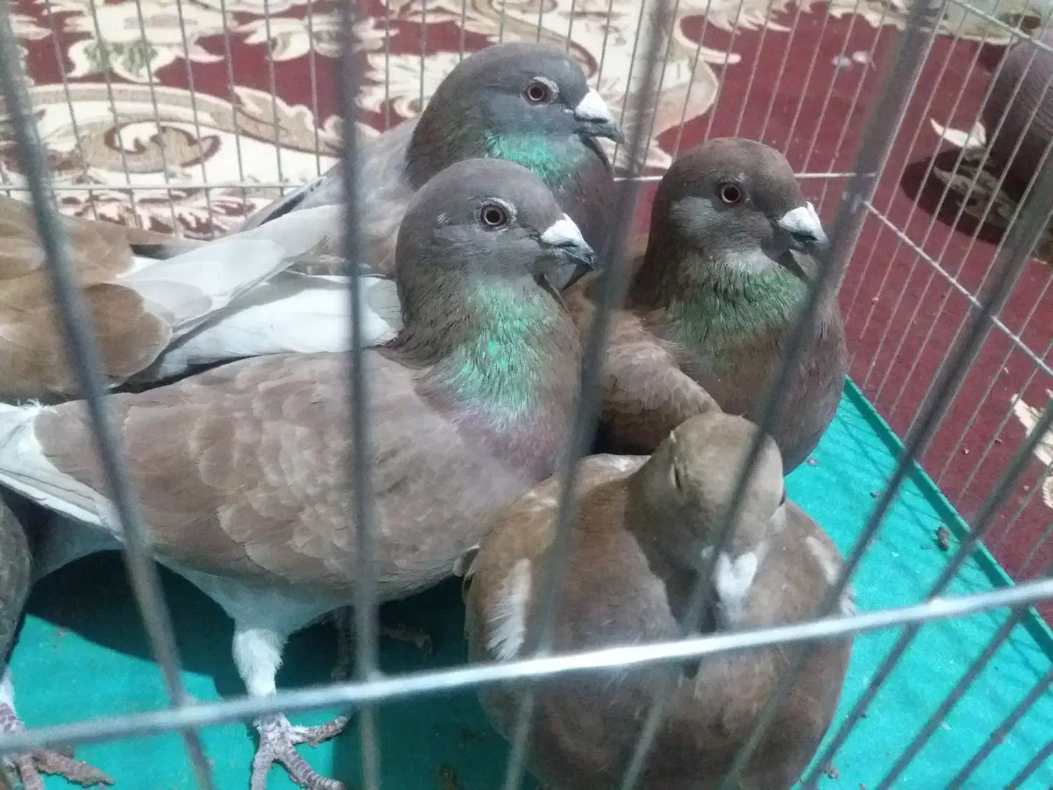 پلا‌کی|پرنده|لردگان, |دیوار