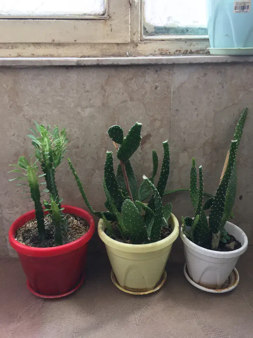 گل گلدان کاکتوس|گل و گیاه طبیعی|کرمانشاه, |دیوار