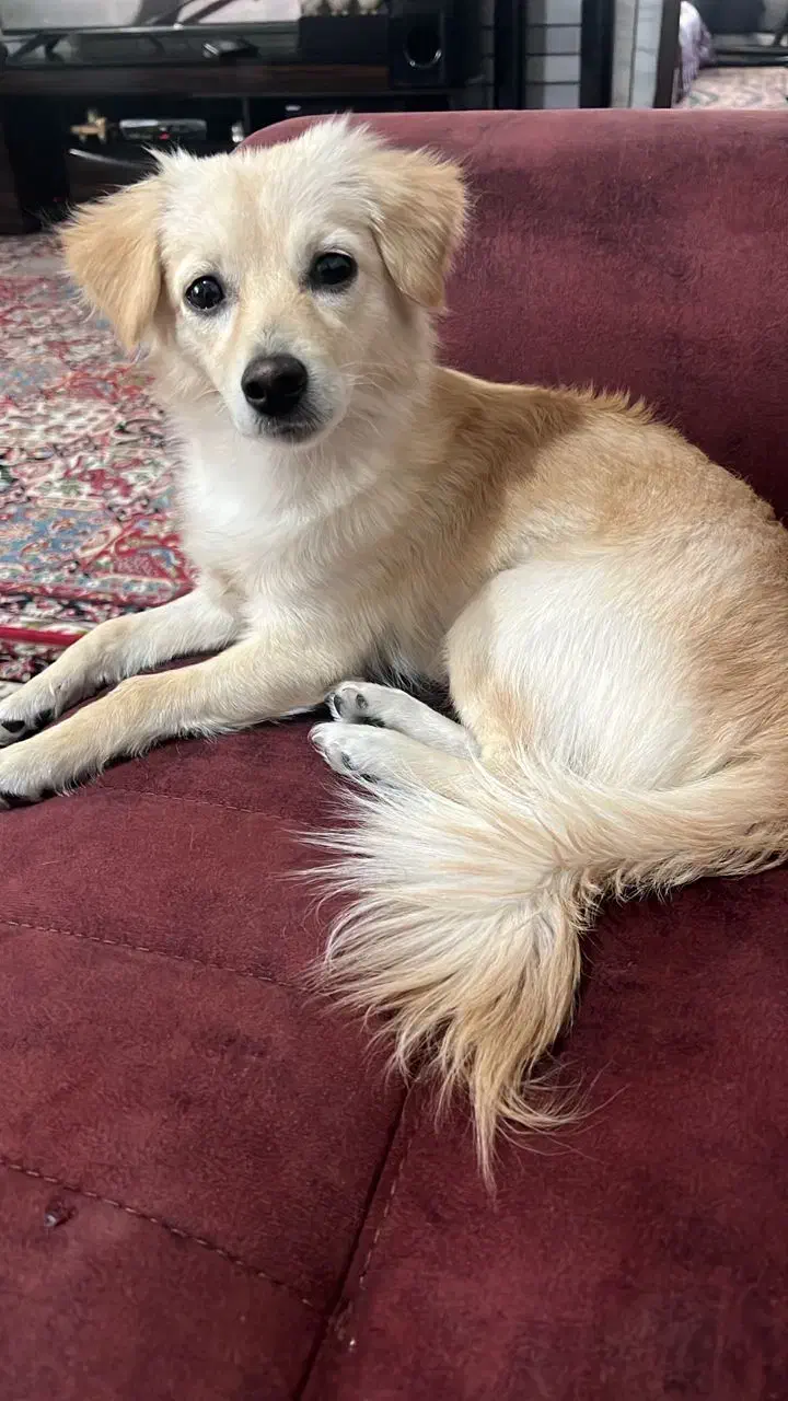 سگ ماده|سگ|شهرکرد, |دیوار