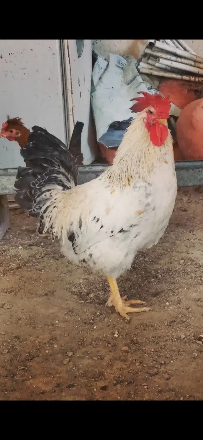 خروس گلین و محلی و...|حیوانات مزرعه|زمکان, |دیوار