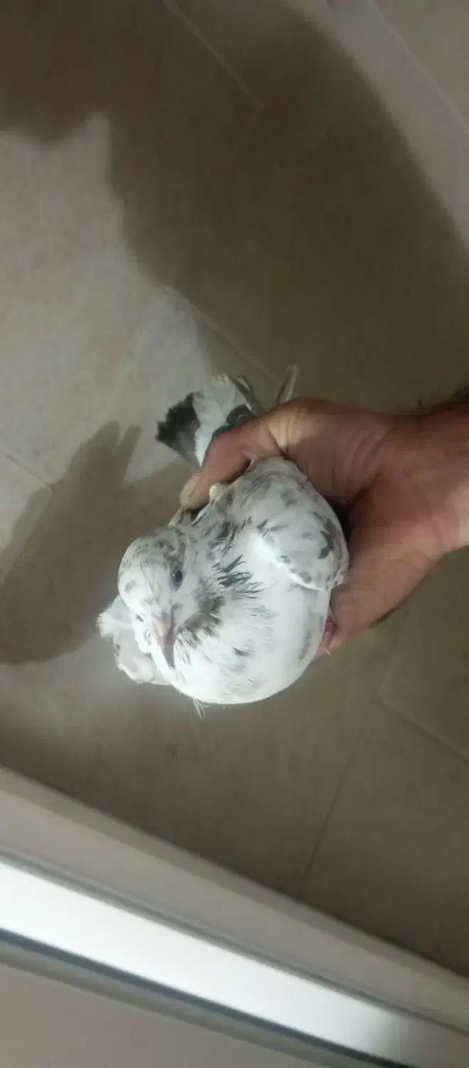 فروش کبوتر|پرنده|لاهیجان, کوی آزادگان|دیوار