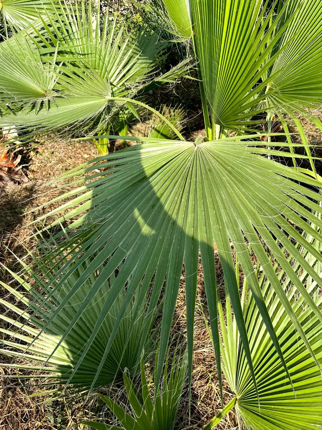 برگ پالم|گل و گیاه طبیعی|بابکان, |دیوار