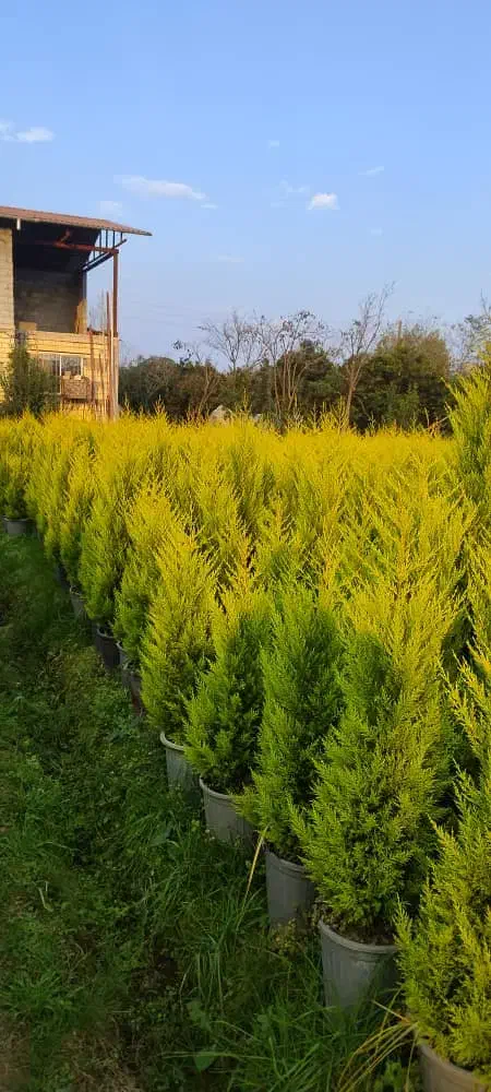 لاوسون ( کاج طلایی )|گل و گیاه طبیعی|شیرود, |دیوار