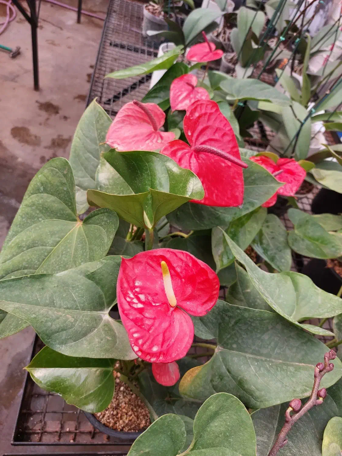 گل آنتریوم هلندی|گل و گیاه طبیعی|تهران, شهرک علم و فناوری|دیوار