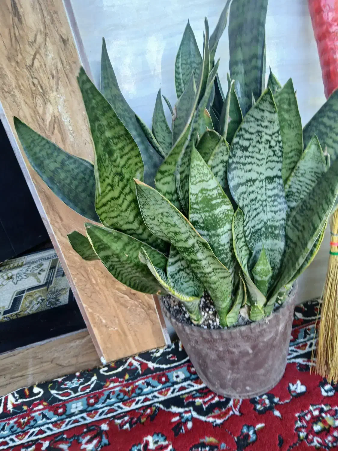 گل سانسوریا مهتابی سبز پاکوتاه متوسط|گل و گیاه طبیعی|سنگر, |دیوار