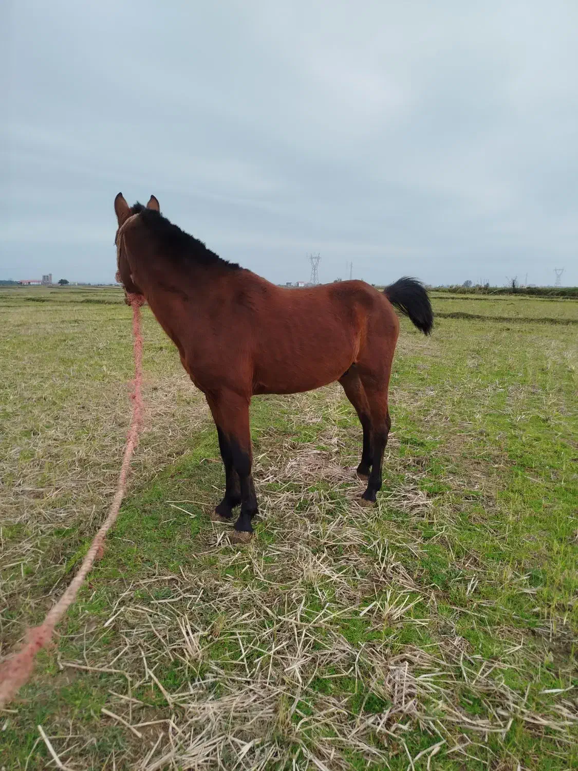 کره نریان|اسب و تجهیزات اسب‌سواری|چوبر, |دیوار