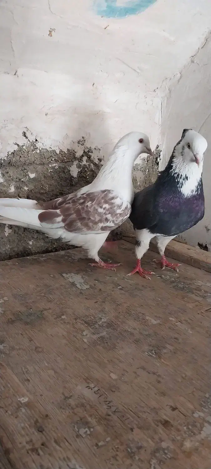 ۴تا کفتر تهرانی فقلاده|پرنده|نمین, |دیوار