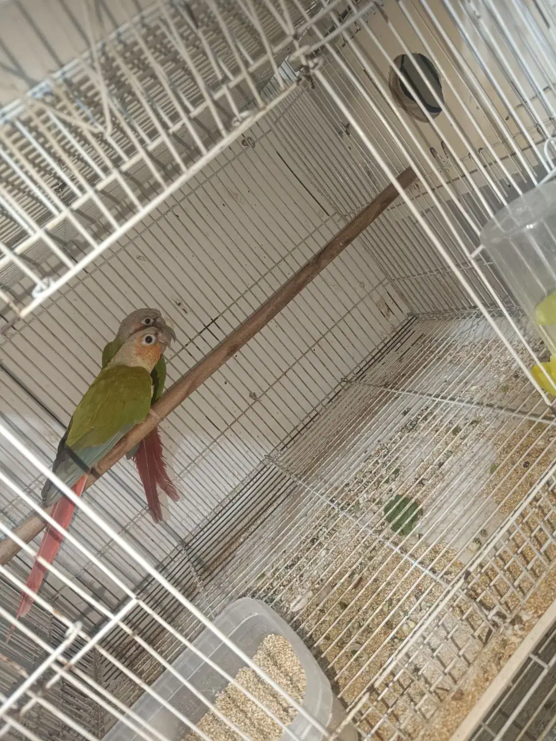 عروس هلندی مولد. کرنیچگ. بندر کنگ|پرنده|بندرلنگه, |دیوار