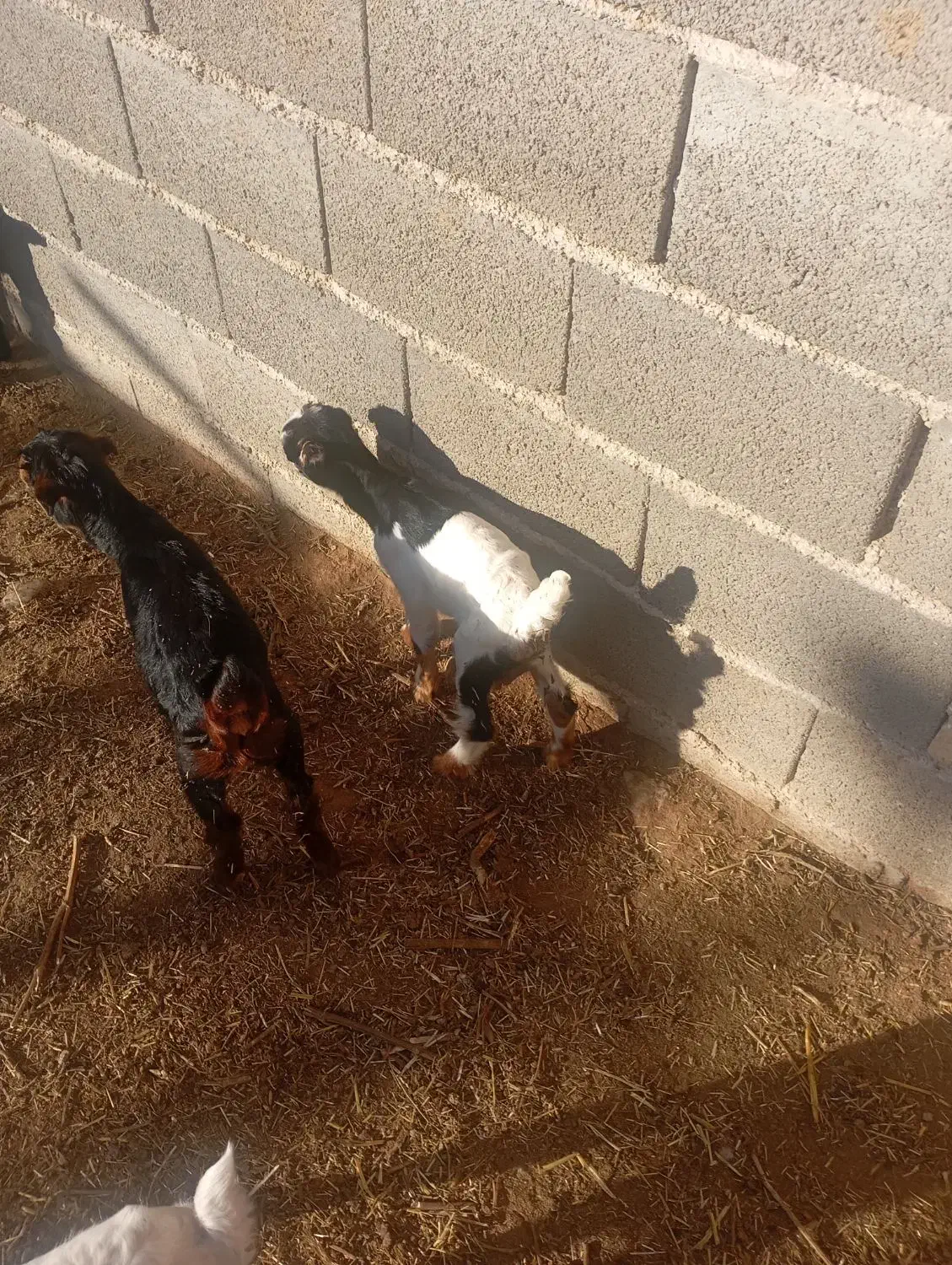 بز کهره|حیوانات مزرعه|مرودشت, بیست متری بیمارستان|دیوار