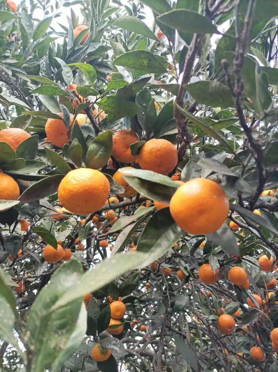 فروش نارنگی شیرین|خوردنی و آشامیدنی|کلاچای, |دیوار