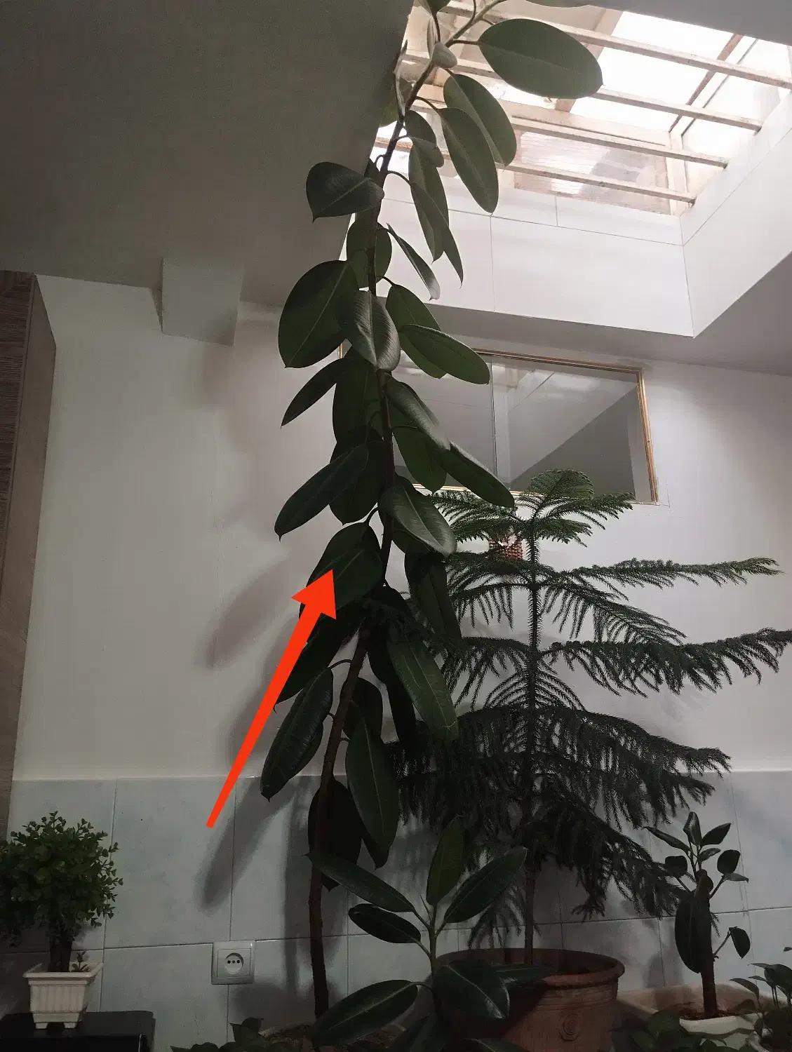 گل فیکوس|گل و گیاه طبیعی|قیدار, |دیوار