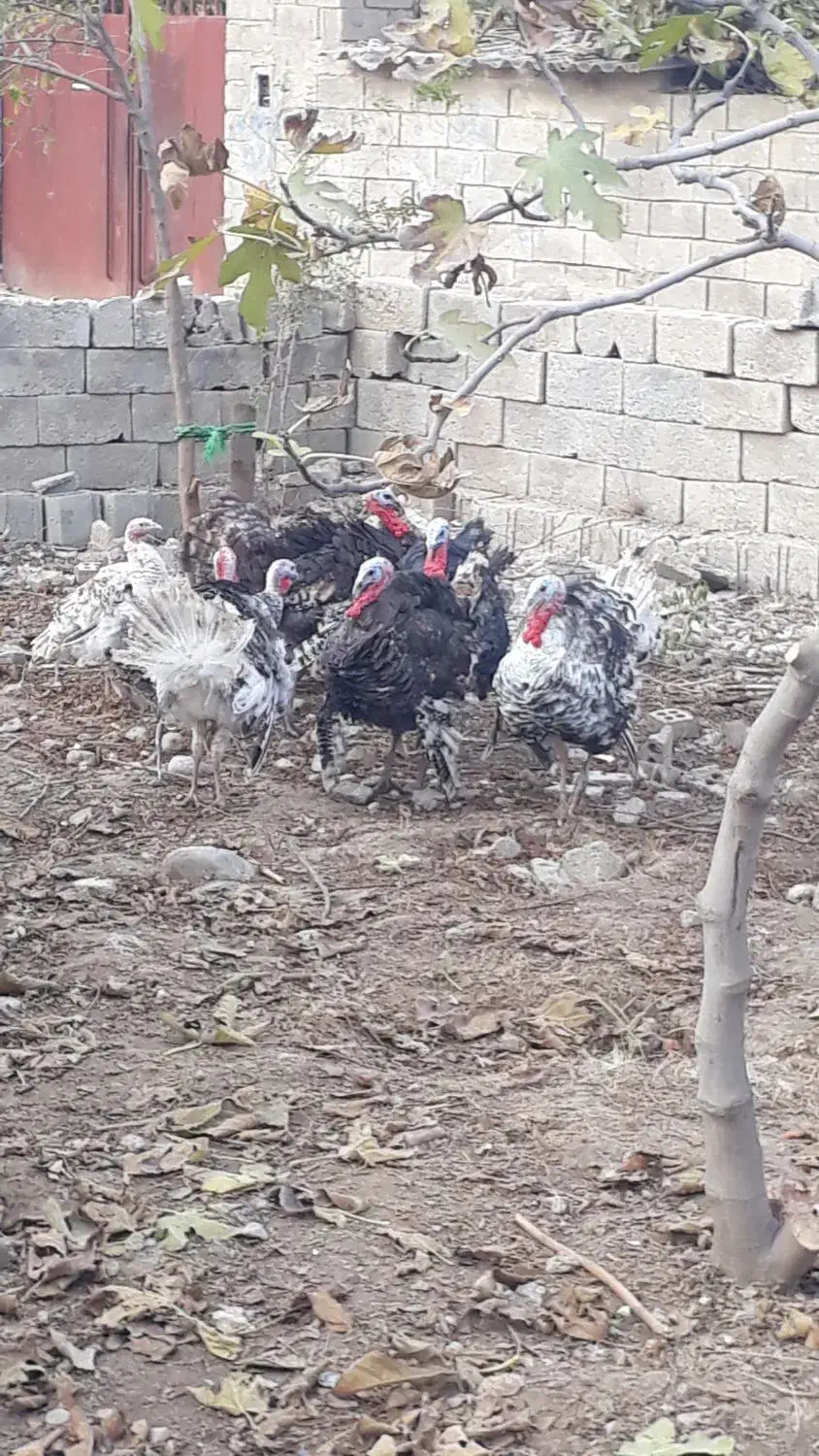 فروش بوقلمون فروش|حیوانات مزرعه|گنبد کاووس, |دیوار