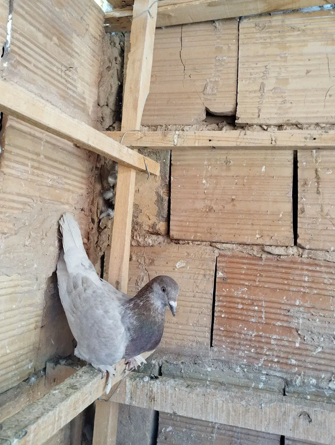 کبوتر|پرنده|قم, شهر قائم|دیوار