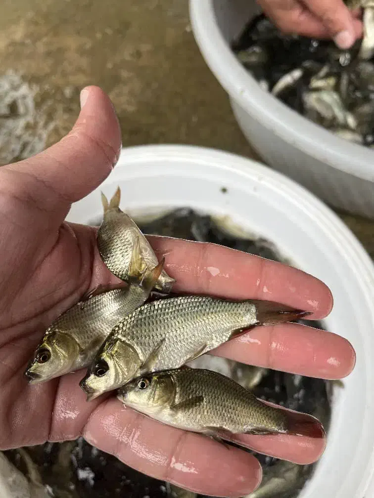 آمورو کپور|ماهی|مشگین شهر, |دیوار