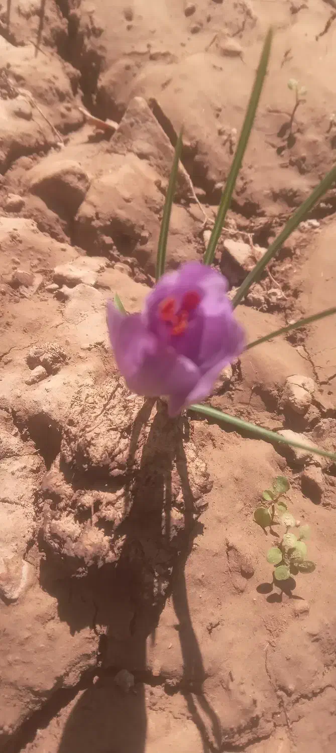 فروش گل زعفران بازعفران پاک شد|عمدهفروشی|آبیک, |دیوار