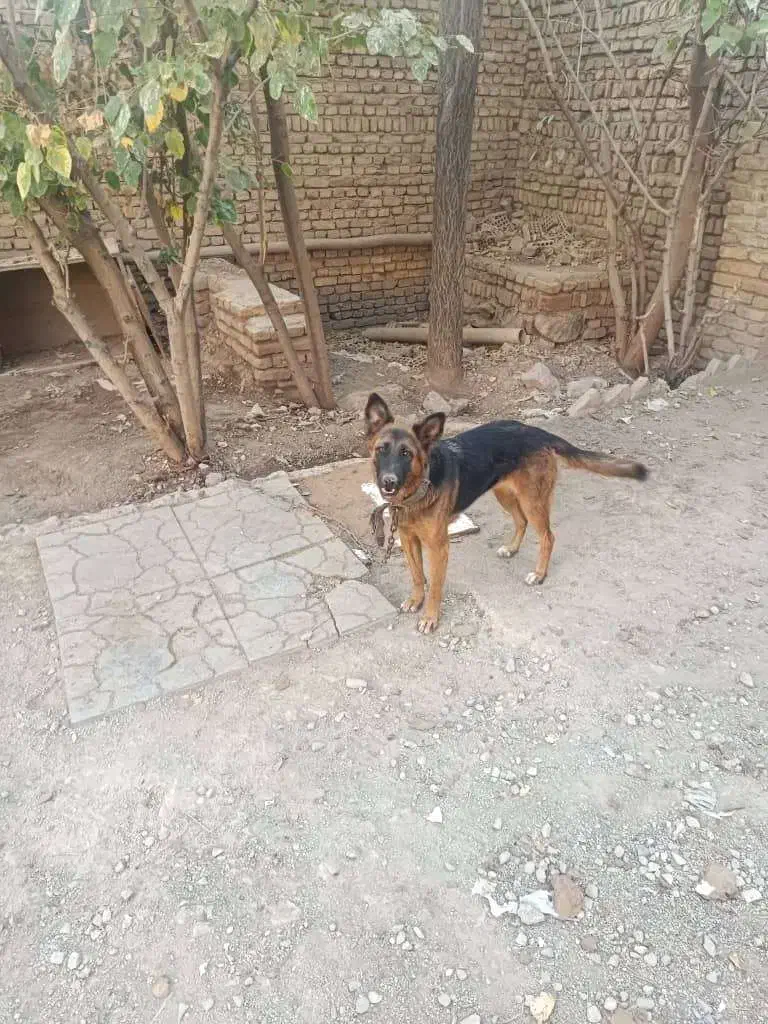 فروش سگ|سگ|خاوران, |دیوار