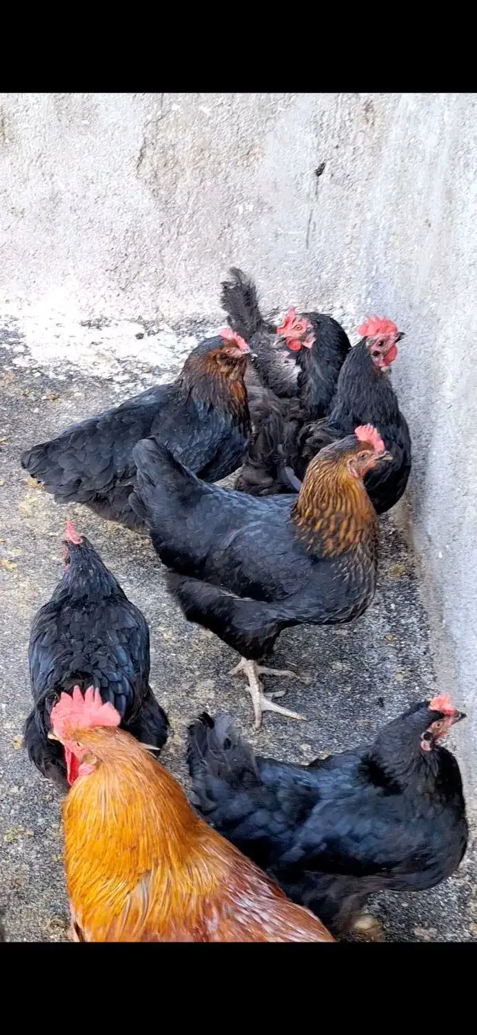 میش بره۹تاشیشک مرغ۷تاتخم گذار|حیوانات مزرعه|بروجرد, |دیوار