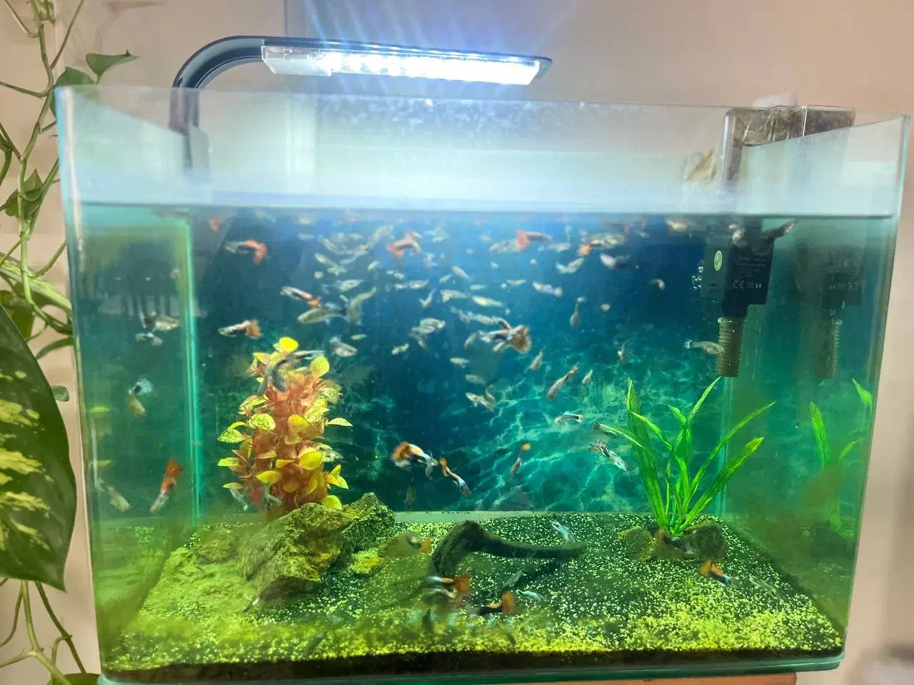 اکواریوم|ماهی|تهران, پرستار|دیوار